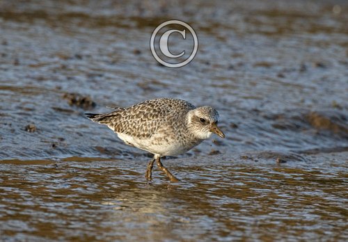 Grey Plover DM1670